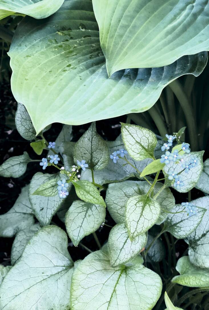 Hostas and Siberian bugloss are two standout foliage plants for shade that also have charming flowers; seen here are Frosty blue Siberian bugloss and ‘Silver Bay’ hosta.