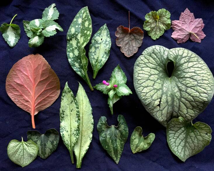 Orr likes to take photos as a visual journal of his gardening efforts; this shot documents the foliage from his shade garden.