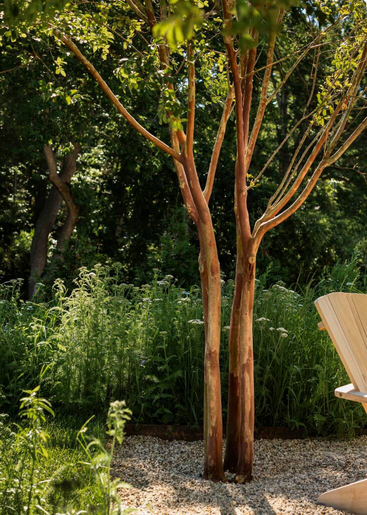 With their interesting bark, crepe myrtles offer four-season interest; they also hold personal meaning for the homeowner, who had nurtured a crepe myrtle from a twig to maturity at her previous home. (Szalinska transplanted that one to the cutting and vegetable garden in back and added six more.)