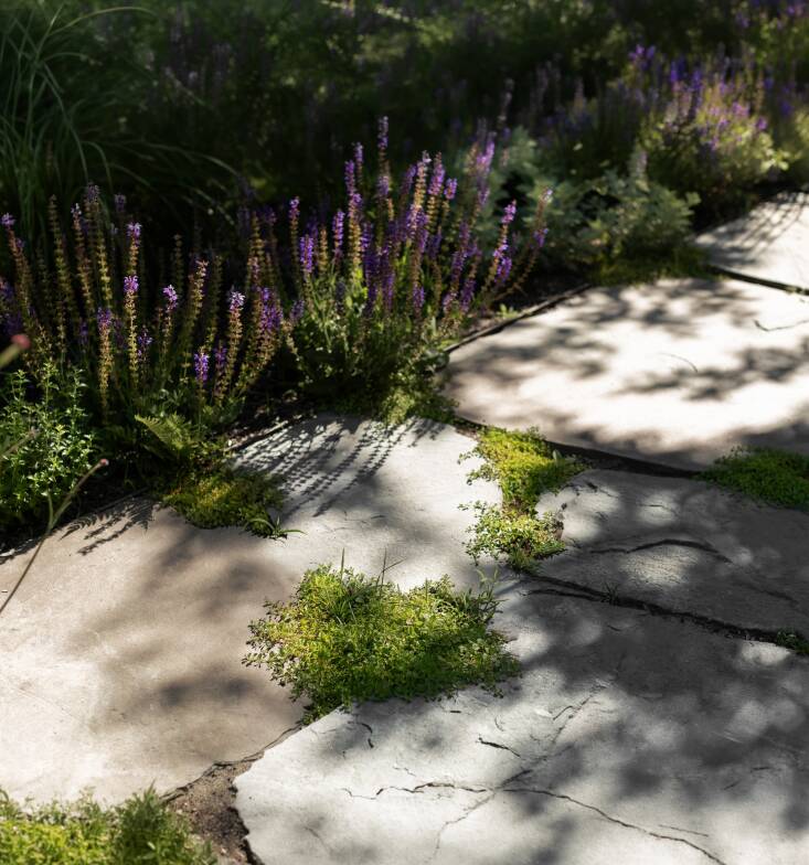The bluestone pavers are interplanted with low-growing, mat-forming Mazus. 