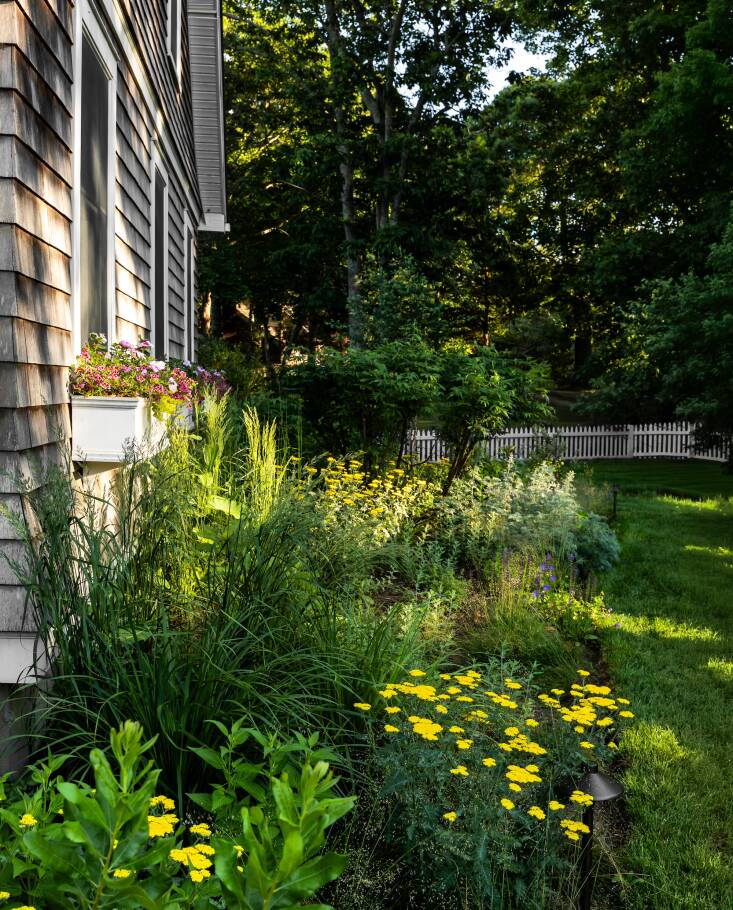 In this dedicated pollinator garden along the side of the house, Szalinska planted deer-resistant perennials including native butterfly weed, rough blazing star, Joe Pye weed, wavy hair grass, and switchgrass. Plus, ‘Moonshine’ yarrow adds a little pop of yellow among the purples (‘Six Hills Giant’ catmint, Russian sage, and ‘May Night’ salvia).