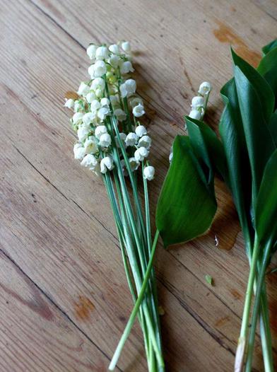 Forcing Lily of the Valley Pips - Growing With Plants