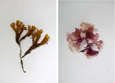 Summertime DIY: Pressed Seaweed Prints - Gardenista