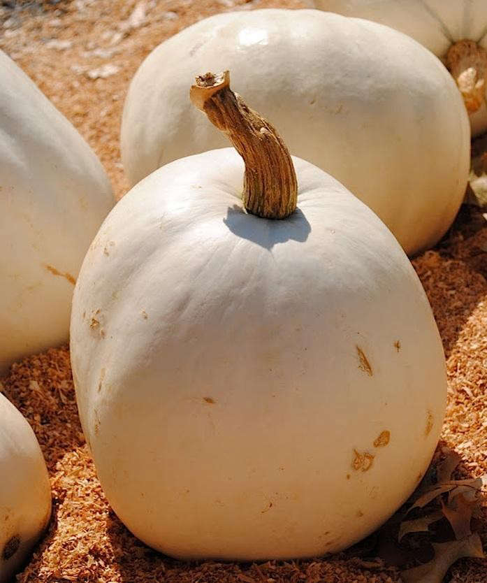 Lumina White Pumpkin Seeds 3 grams