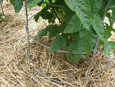 Mulching Strawberry Plants with Straw for Winter