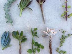 String of Pearls: Succulent Stems You'll Love - Epic Gardening