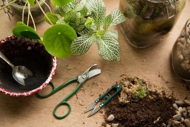 Open Terrarium 101: The Best Plants, Projects & Care Tips