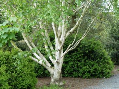 River Birch Is a Favored Yard Tree in the Southern U.S.