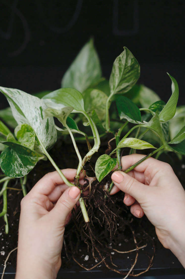 FREE Care Guide 4 Different Pothos Plants in 4" Pots Live House Plant 