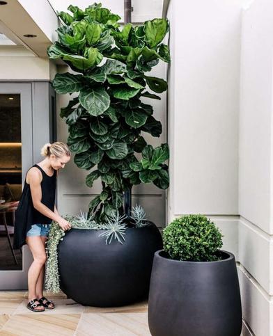 Things Nobody Tells You About Fiddle-Leaf - Gardenista