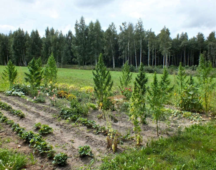 Strain weed preferred climate for outdoor cultivating