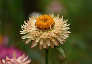 Everlasting strawflowers are easy and fun to grow 
