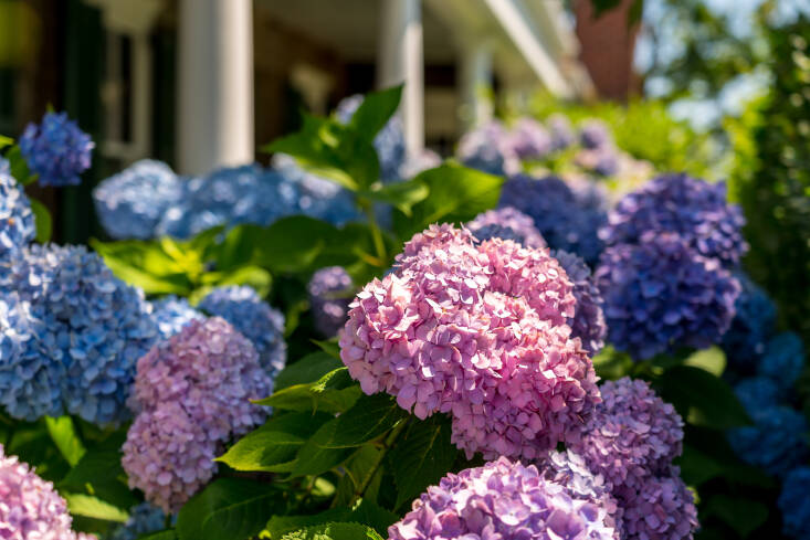 Image of Twist N Shout hydrangea close-up, showing the individual pink and blue flowers