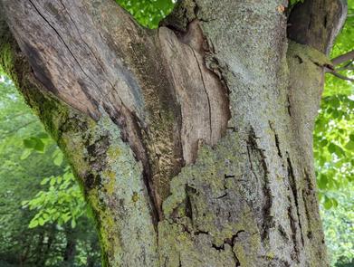 How to Make Garden String from Scratch Out of Elm Tree Bark