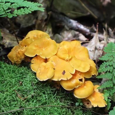 Wood Ear Mushrooms: A Delicate Treat - Gardenista