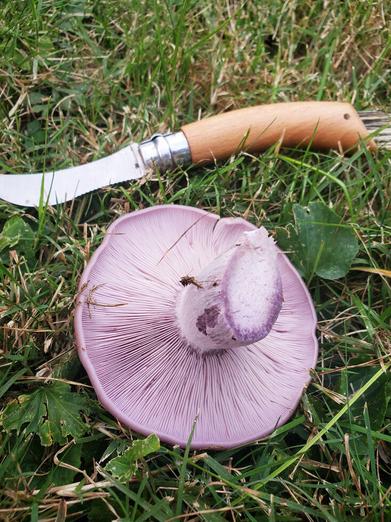 Wood Ear Mushrooms: A Delicate Treat - Gardenista