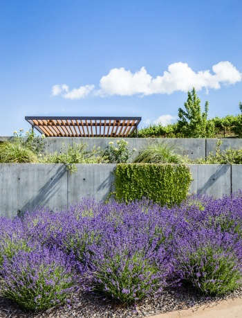 A restrained material and planting palette, with lavender and concrete