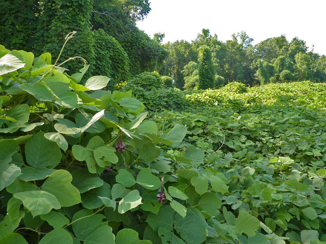 Kudzu (Pueraria montana var. lobata) can dominate large areas to the exclusion of all native plant species. Photographer: Flickr user reophax. Original url: http://www.flickr.com/photos/41839209@N07/3857838694/. Shared under Creative Commons BY.