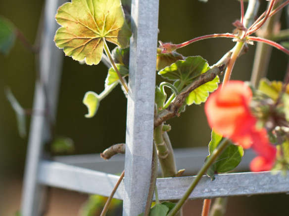 10 Easy Pieces: Garden Tuteurs