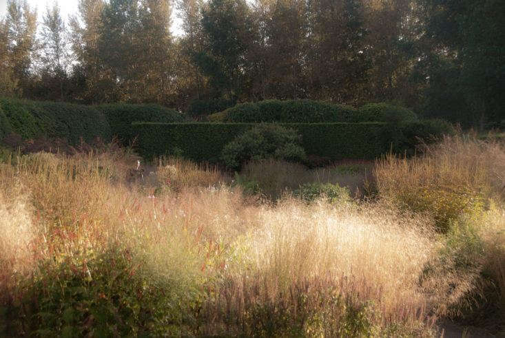 Rather than waiting until winter to trim hedges, cut them now to bring back some definition. Depending on how quickly they grow, they may not need another winter cut but the sharper forms will provide a manicured backdrop for autumn’s big perennials, bold colors, and golden grasses. Here, clouds of Deschampsia cespitosa, in Oudolf&#8\2\17;s own garden. stand in stark contrast to the clean-lined hedges behind them. Photograph courtesy of Learning With Experts.