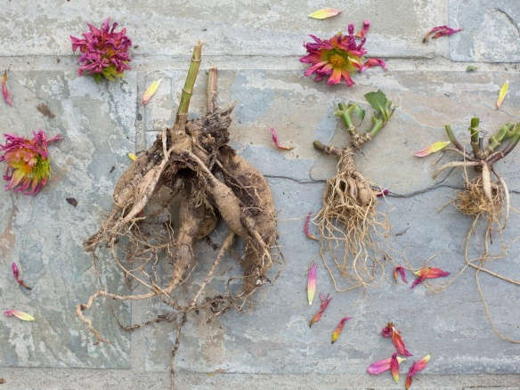 DIY: How to Store Dahlia Tubers in Winter