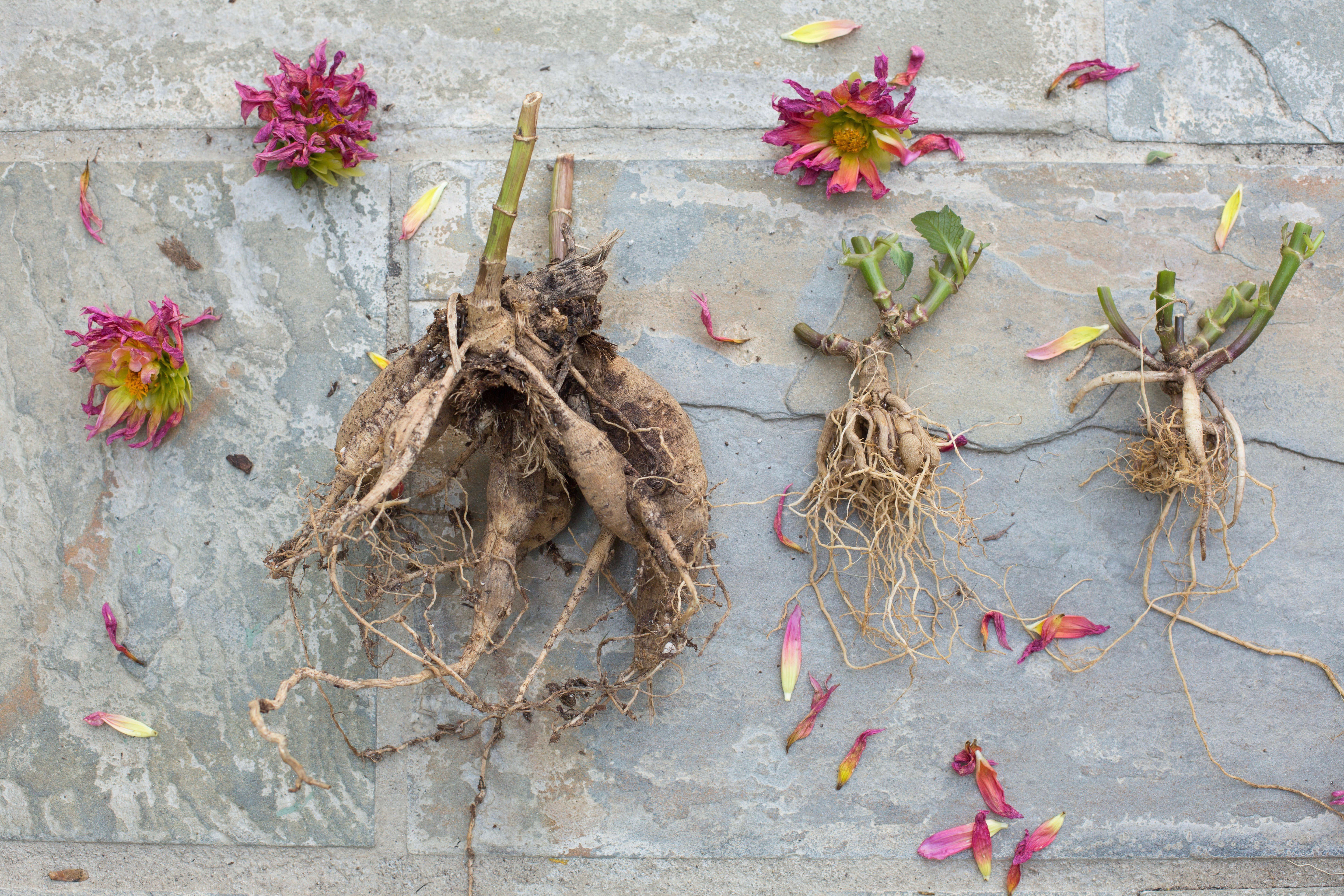diy: how to store dahlia tubers in winter - gardenista