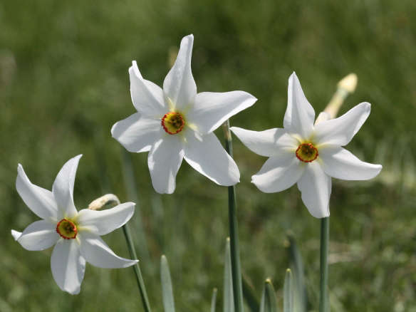 Narcissus or Daffodil? 5 Favorites to Plant Now, Indoors or Out