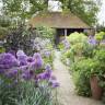 Alliums: Just As Good As Tulips—But Better