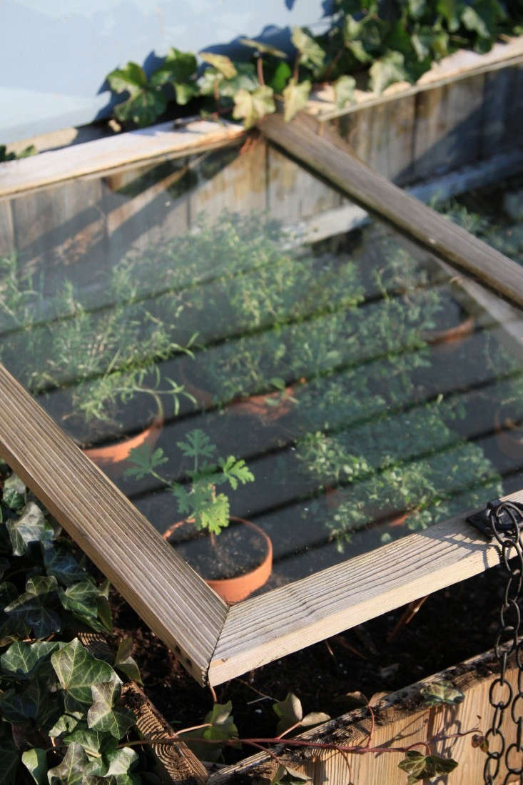 cold frame herbs 2 gardenista 733x1100 The Backyard Decoder: What Is the 'Hardening Off' Course of?