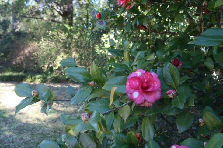 A camellia in Welty&#8\2\17;s garden.  Photograph by Kathryn via Flickr.