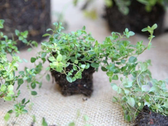 Field Guide: Thyme