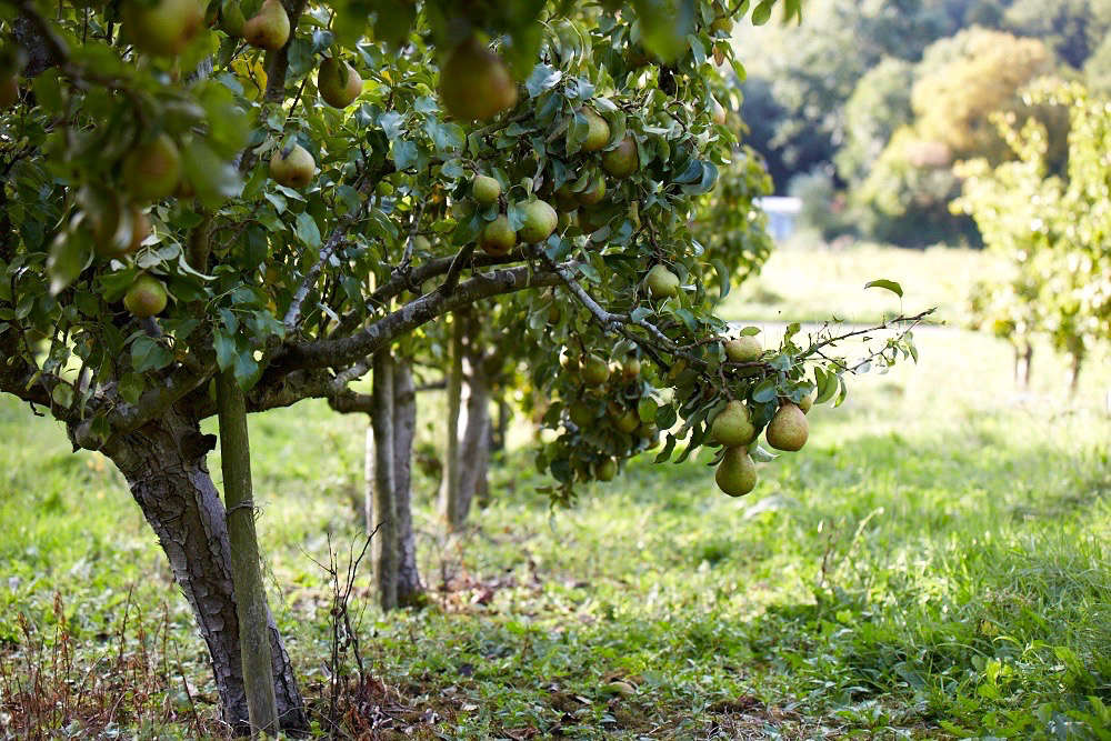 Gardening 101: Pear Trees - Gardenista