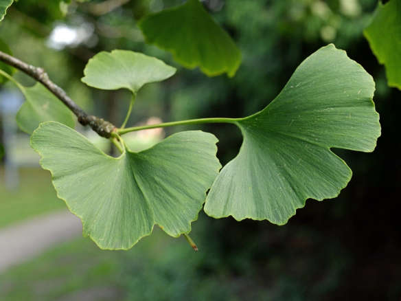 Ginkgos: The Unexpected Elegance of a Tough Street Tree