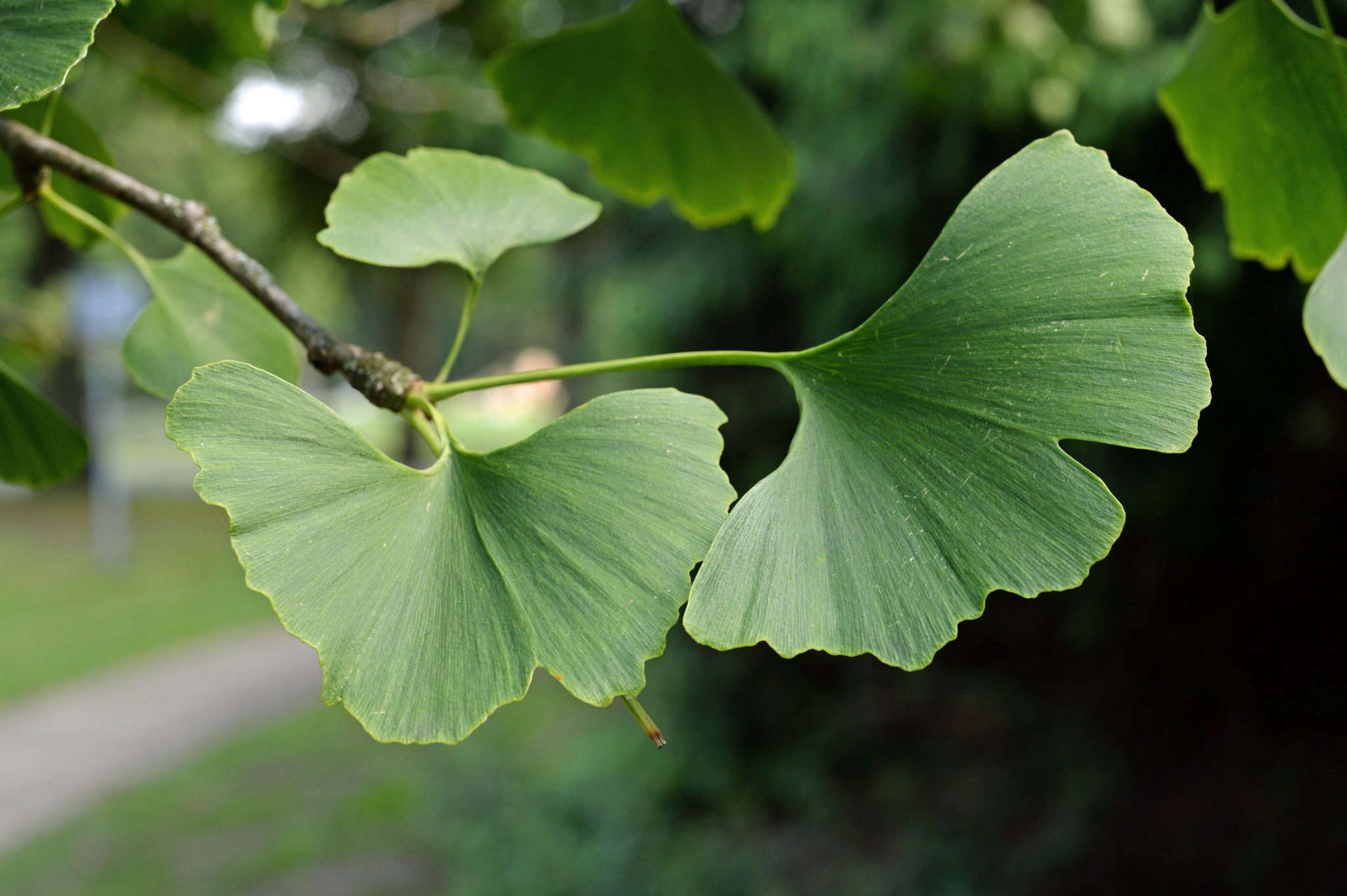 Ginkgo - Grand and Golden - Tree Topics