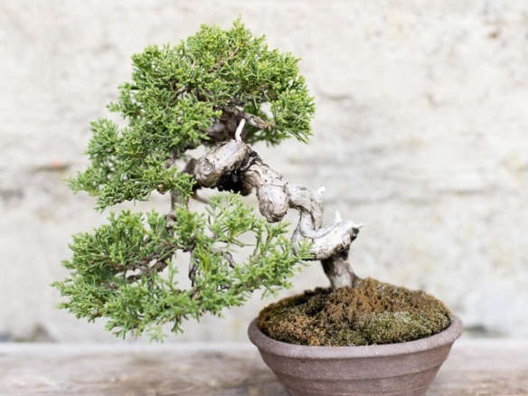 https://www.gardenista.com/wp-content/uploads/2015/03/fields/Bonsai-101-What-to-know-before-you-get-started-Luke-Abiol-Gardenista-17_0-584x438.jpg?ezimgfmt=rs:392x294/rscb9/ngcb8/notWebP
