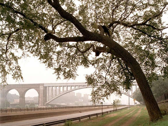 Required Reading: New York City of Trees by Benjamin Swett