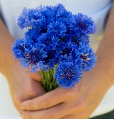 Centaurea (Bachelor’s Button) : Florist Blue Boy