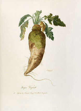 Espèce de Navet Long Excellent de Gout Watercolor Botanical Print