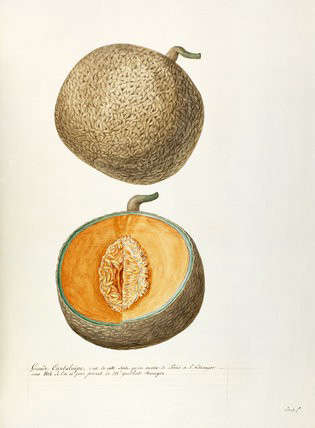 Grande Cantaloupe Watercolor Botanical Print