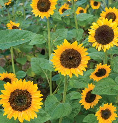 Sonja Sunflower (Helianthus annuus)
