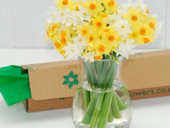 Posy Pack 16 Scented Narcissi