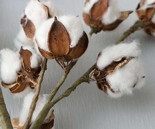 Dried Cotton Stem