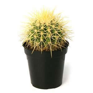 Echinocactus grusonii Golden Barrel Cactus