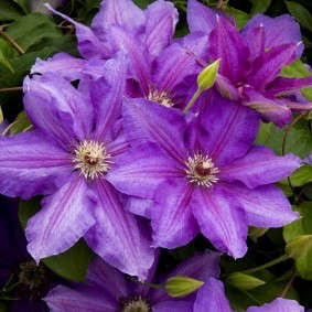 Vancouver Starry Nights Clematis
