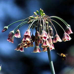 Nectaroscordum – siculum ssp. Bulgaricum
