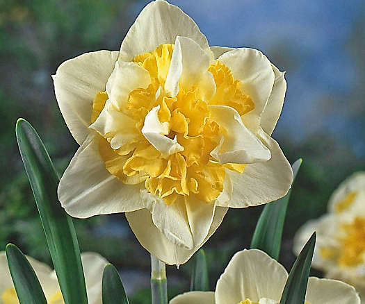 Narcissus White Lion Bulbs