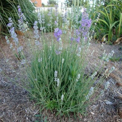 Munstead English Lavender Plant