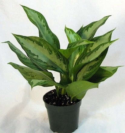 Silver Queen Chinese Evergreen Plant – Aglaonema
