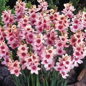 Ixia Pink (African Lily)