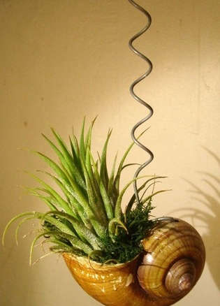 Hanging Snail Shell With a Tillandsia
